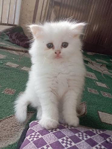кошка шотланка: Ангорская, 2 месяца, Девочка, Белый — 4