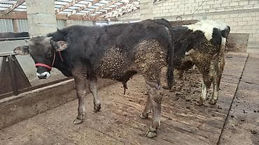 собаки балыкчы: Продаю | Бык (самец), Тёлка | Алатауская, Швицкая, Симментальская | На откорм, Для разведения | Племенные, Осеменитель, Не стельные — 9