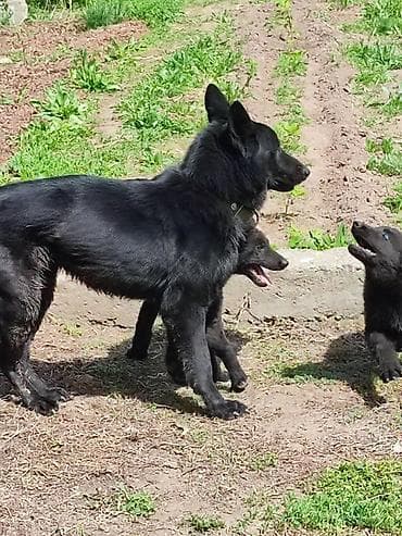 чон ит: Щенки немецкой овчарки 3.5месяца все прививки зделаны Черный щенок с — 5