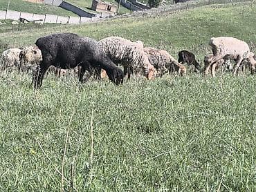 куры живые: Продаю | Овца (самка) | Для разведения | Матка — 4