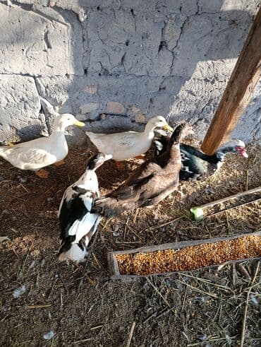 дом попугая: Селезни большие — 9