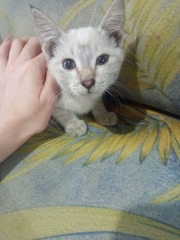 рэгдолл кошка: Котята, домашние. На выбор несколько малышей: - Светлый котенок с — 1