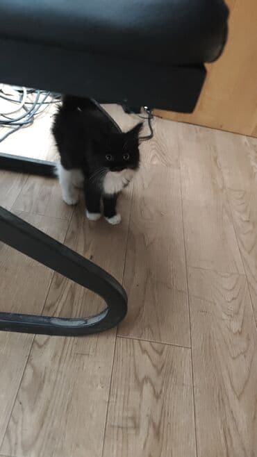 бенгальский кот домашний: Котёнок с контрастным окрасом: чёрная шерсть с белыми лапками и — 4