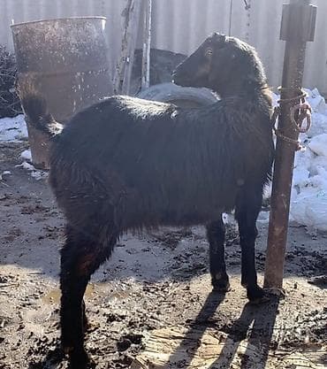 козы дойные: Продаю | Коза (самка) | Для разведения — 2