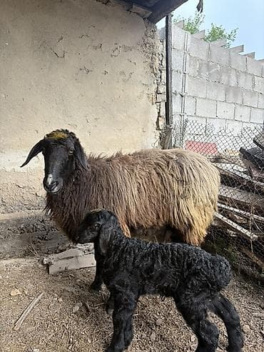 байтал бее: Продаю | Овца (самка), Ягненок | Для разведения | Матка — 5