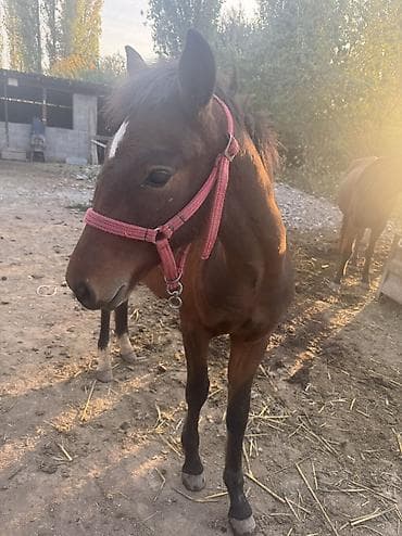 Зоотовары: Продаю | Жеребенок | Полукровка, Кара Жорго — 3