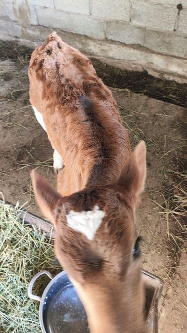 тр 40: Продаю | Тёлка, Музоо, торпок | Для разведения, Для молока | Племенные, Не стельные, Искусственник — 4