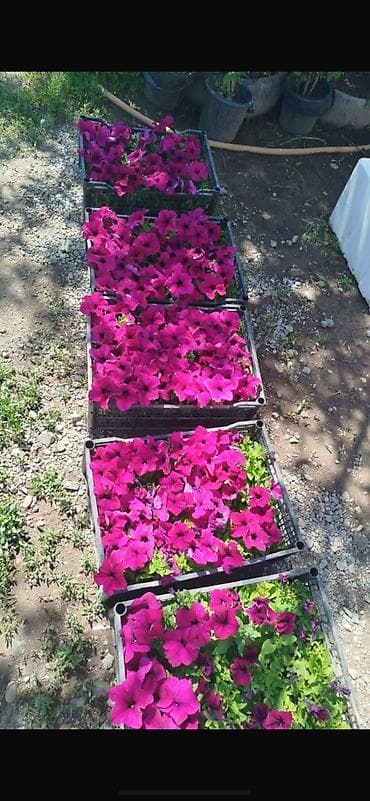 бельевой ящик: Рассада цветочных однолетников в кассетах/ящиках. Оптом и в розницу — 1