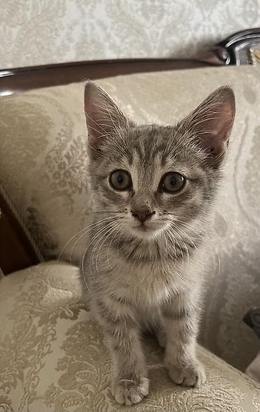 отдам котят в добрые руки: 3 месяца, Девочка, Серый, Приучена к лотку, Проглистована — 1