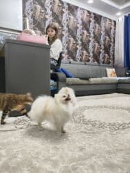 купить собаку шпица недорого: Шпиц, 1 год, Самец, С прививкой, С родословной — 23