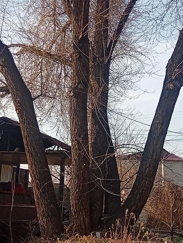 длительного горения: Нужно распилить дерево,
стволы заберете, длина 10 метров — 1