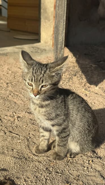 в добрые руки собаку: Кошка даром: Беспородная, 2 месяца, Мальчик, Приучена к лотку, Проглистована — 2