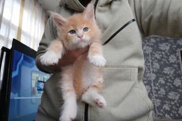 продать кошку: Котята Мейн-куны 🥳🥳🥳 продажа Элитных котята Мейн-куны, чистокровные — 9