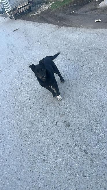 Ит бекер берем: Ит бекер берилет: Тайган, 5 айлык, Эркек, Эмделген — 1