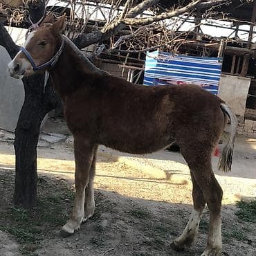 chi su: Продаю | Жеребенок, Кобыла (самка) | Дончак — 1