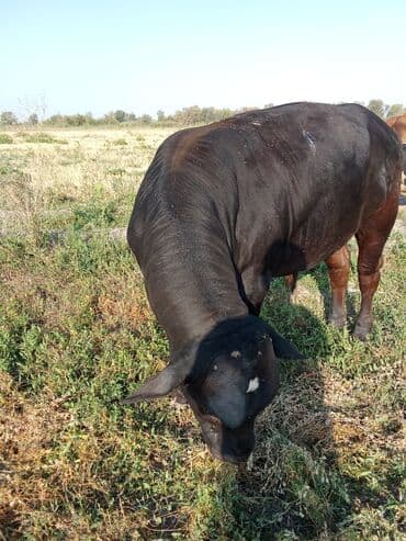 продаю музоо торпок корова самка бык самец айрширская ангус алатауская на забой для разведения на откорм племенные нетель привязанные: Сатам | Бука (эркек) | Ангус | Көбөйтүү үчүн | Асыл тукумдуу — 8