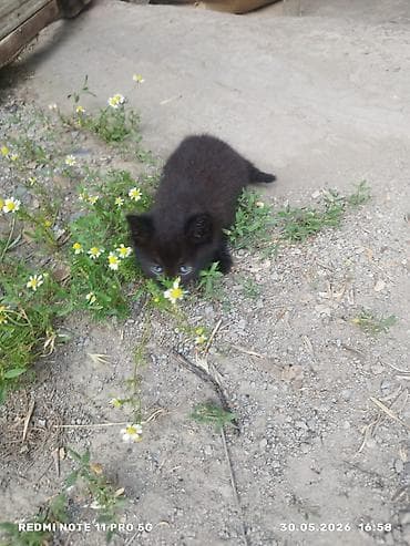 Котята - Окрас: один полностью чёрный с голубыми глазами, второй —