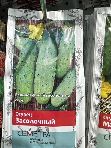картофель семена: Уруктар жашылчалардын: Сабиз, Бадыраңдар, Капуста, Өзү алып кетүү, Акылуу жеткирүү — 8
