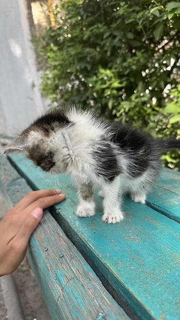 каракол кошка: Котёнок, очень красивый спокойный его помыть и все будет отличным — 8
