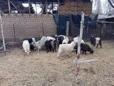 породистые телки: Продаю | Коза (самка) | Для разведения | Племенные — 3