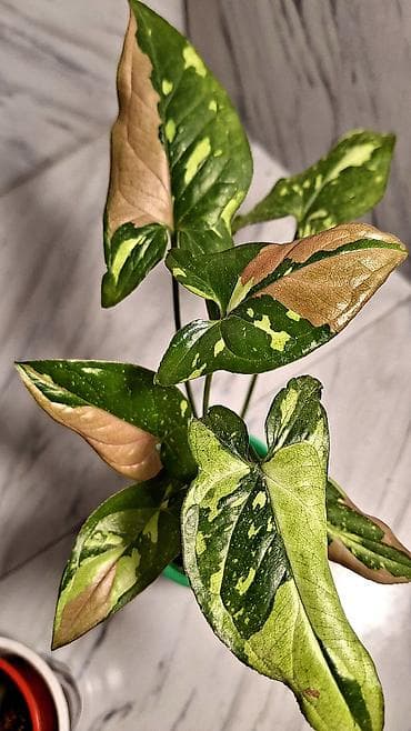 полотер: С комнатные растения (в горшках) 1) Сингониум розовый (Syngonium): - — 10