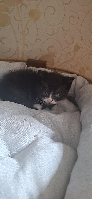 бенгалская кошка даром: Кошка даром: Беспородная, 1 месяц, Мальчик, Приучена к лотку — 2