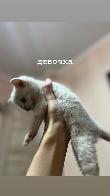 Продажа кошек: Шотландские вислоухие котята (Scottish Fold) дата рождения: 15.03.2026 — 8