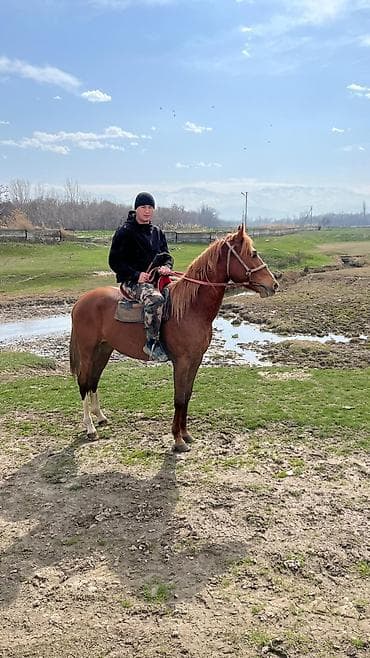 А\ч жаныбралары үчүн товарлар жана шаймандар: Сатам | Жылкы (эркек) | Аргын | Ат спорту | Асыл тукумдуу — 3