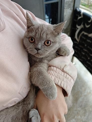 бенгальские кошки бишкек: Британская короткошёрстная, 7 месяцев, Девочка, Голубой, Приучена к лотку — 3