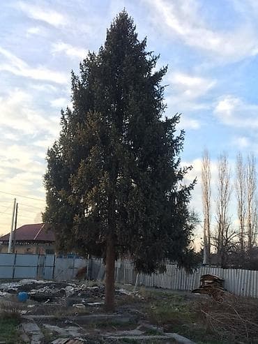 кур несушки: Саженцы деревьев: Ели — 3