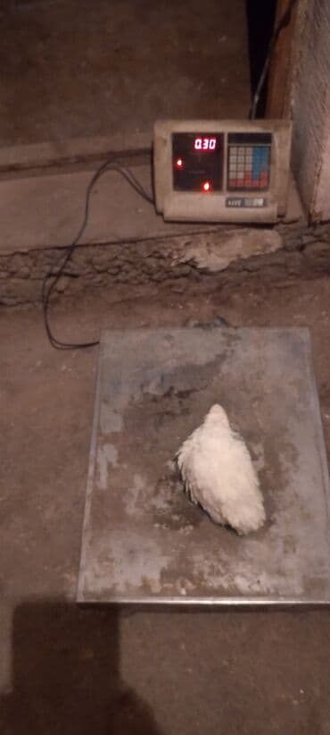 домик для кролика: Перепелка от суточных до несушек вывод каждые 3дня маточное поголовье — 6