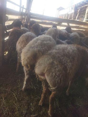 семина кукуруз: Продаю | Овца (самка) | Для разведения | Матка — 8