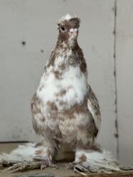 корм для форели купить: Продам два голубя — 4