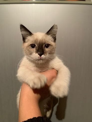 Сиамская, 3 месяца, Девочка, Приучена к лотку