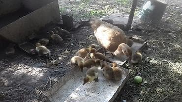 Птицы: Продаю утят мускусные (индоутка) возраст 2,5 недели из под утки 15 — 2