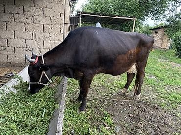 Животные: Продаю | Корова (самка) | Для молока — 3