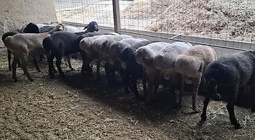 продажа щенков немецкой овчарки с документами в бишкеке: Продаю | Баран (самец) | На забой | Осеменитель — 1