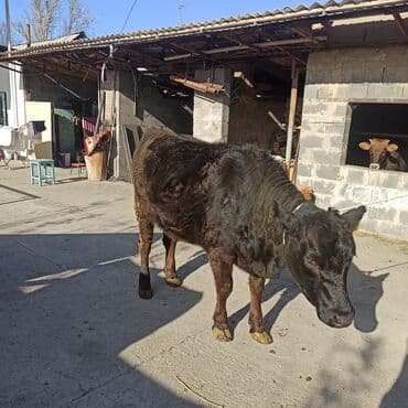 Иттер: Сатам | Кунаажын | Ангус | Бордоп семиртүү үчүн | Асыл тукумдуу — 8