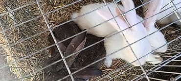 кошки отдам в хорошие руки: Продаю | Крольчата | Для разведения — 3