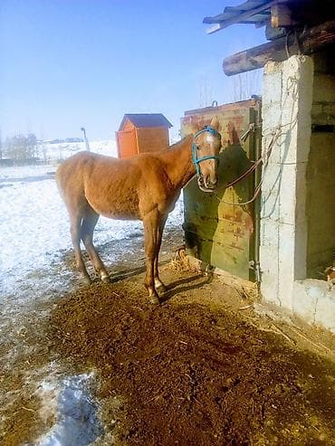 сколько стоит хаски щенок: Продаю | Жеребенок | Рабочий — 1