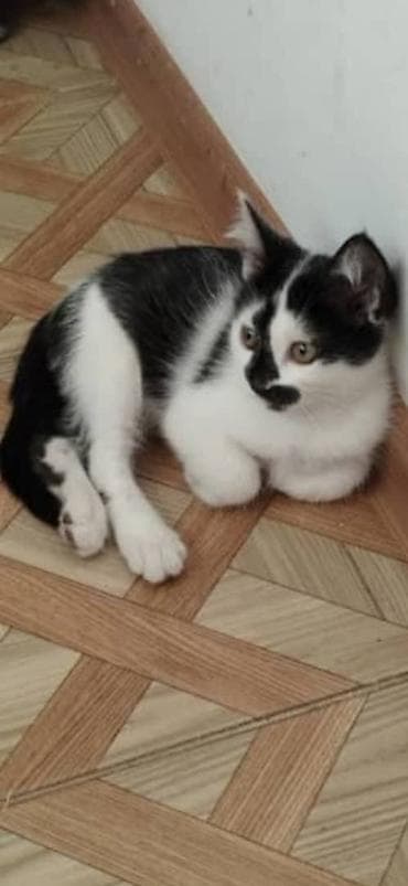 scottish fold: Кошка даром: Беспородная, Мальчик, Приучена к лотку — 2