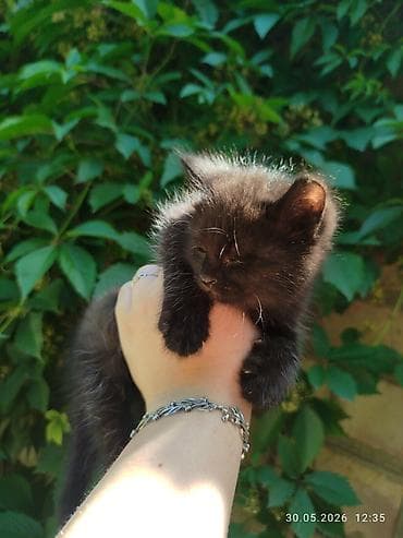 сиамская кошка даром: Отдам даром в хорошие руки. Котята, помёт разной окраски: - Чёрный — 8