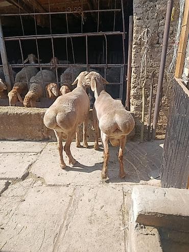 Продаю | Баран (самец) | Арашан | Для разведения | Племенные