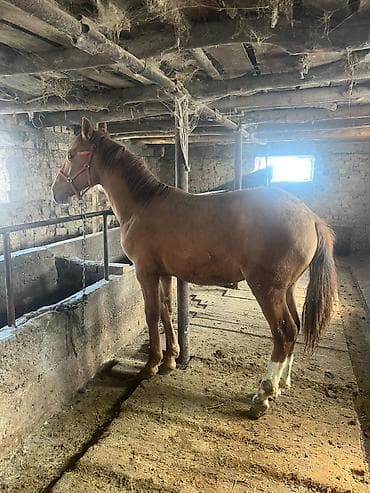 Продаю | Жеребец | Полукровка | Рабочий