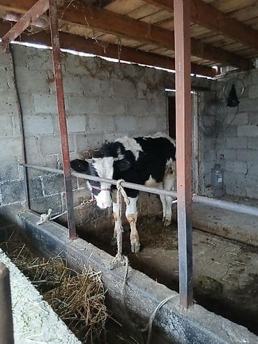 жирныйе телки: Продаю | Бык (самец) | Голштин | На откорм | Привязанные — 4