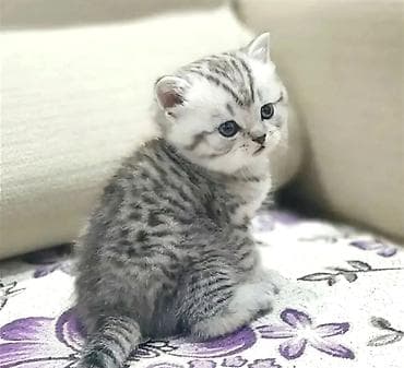 котята шиншиллы: Британская короткошёрстная, 2 месяца, Мальчик, Серебристая шиншилла, Приучена к лотку — 1