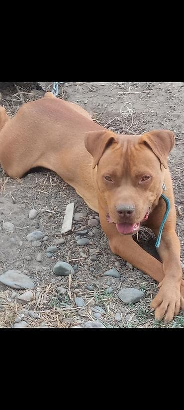 Услуги ветеринара: Питбуль, 8 месяцев, Самец — 3