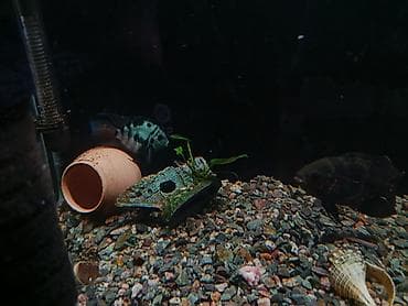 Аквариумдар: Продается готовый аквариум «под ключ» (165 литров) со всем содержимым! — 5