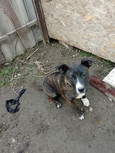 Отдам даром собаку: Амстафф, 5 месяцев, Самка — 1