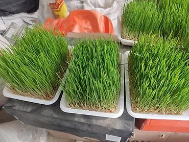 Кондитерские изделия, сладости: Проростки пшеницы в лотках - Готовые густые заросли молодых побегов — 1